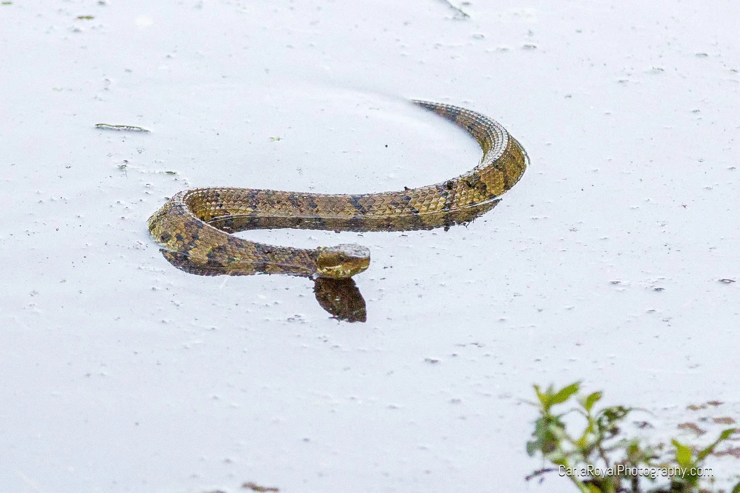 snake-2.jpg