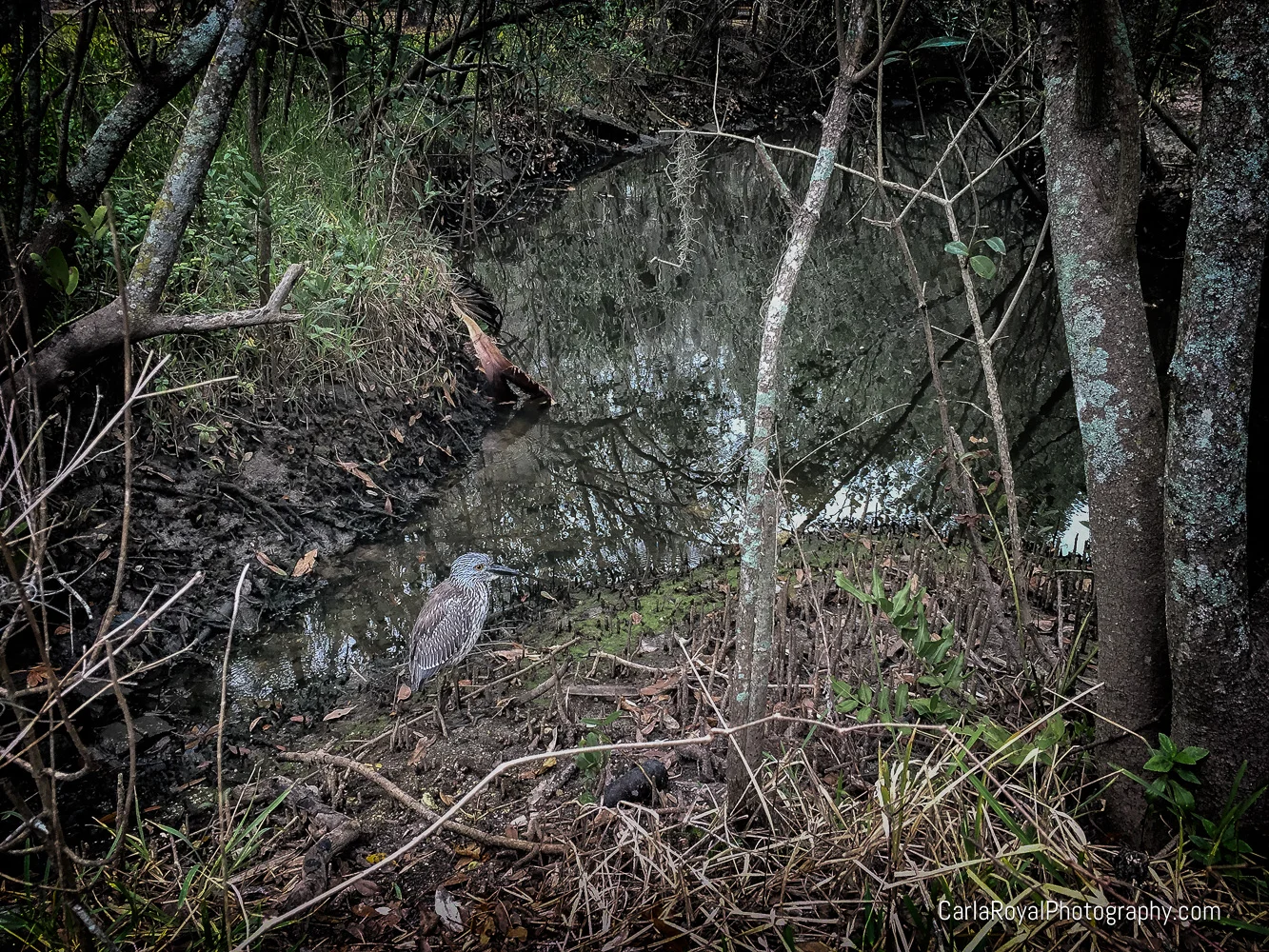 night heron.jpg