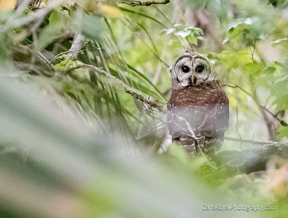 owl.jpg