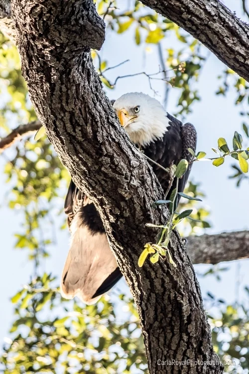  Bald Eagle. My backyard. Dunedin, FL