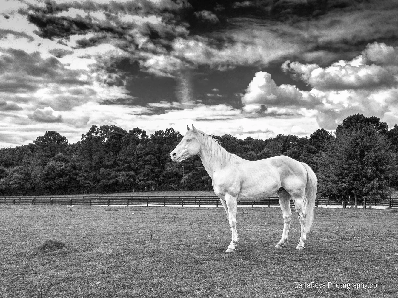 Tobe. My sister's horse!