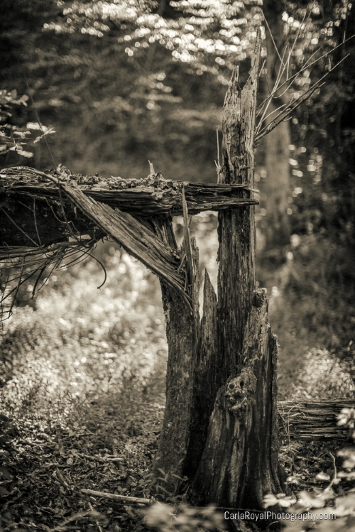 stump.jpg