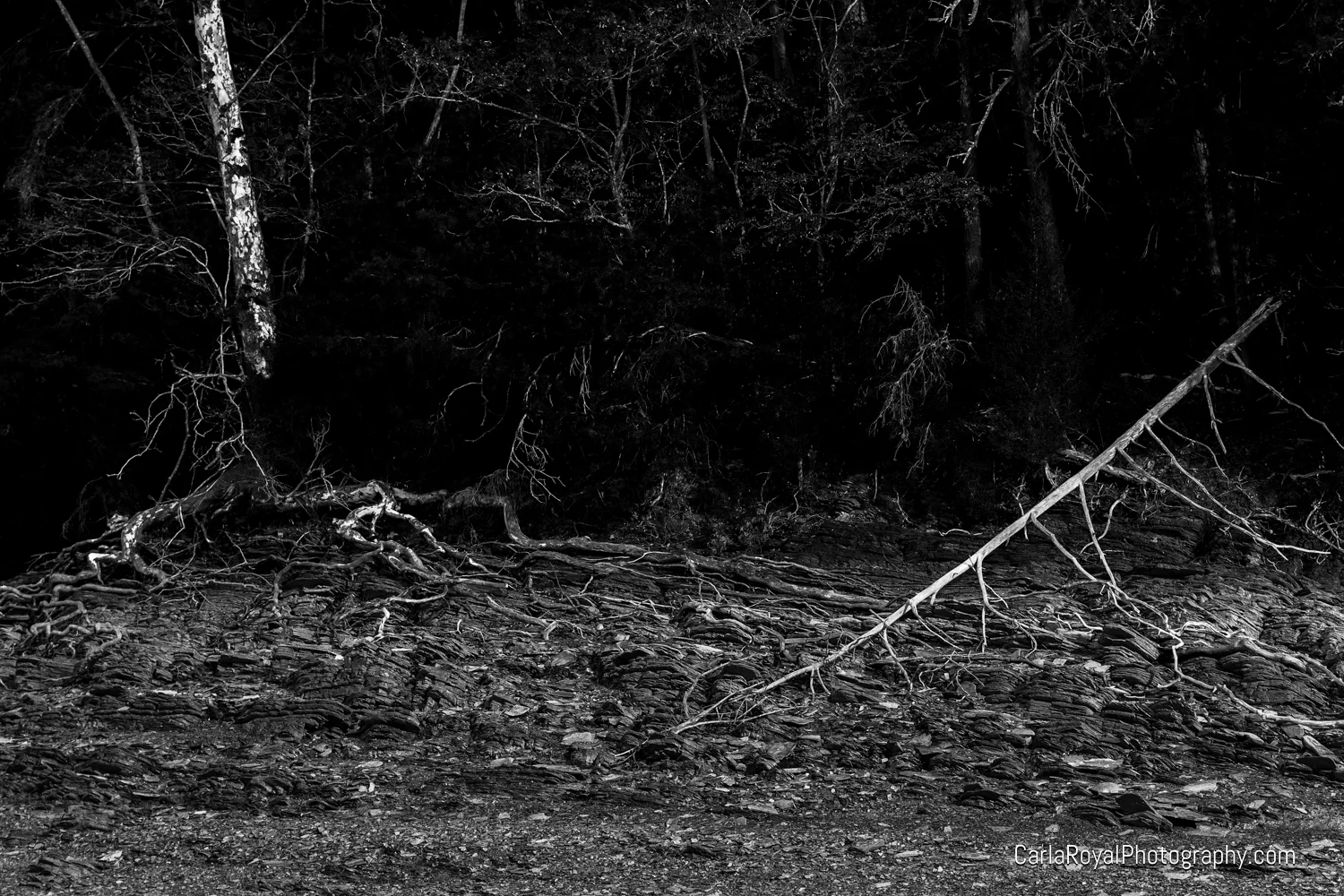 decay-6.jpg