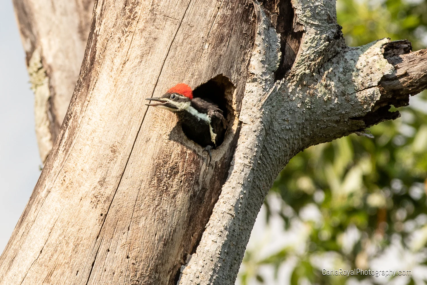 woodpecker-1.jpg