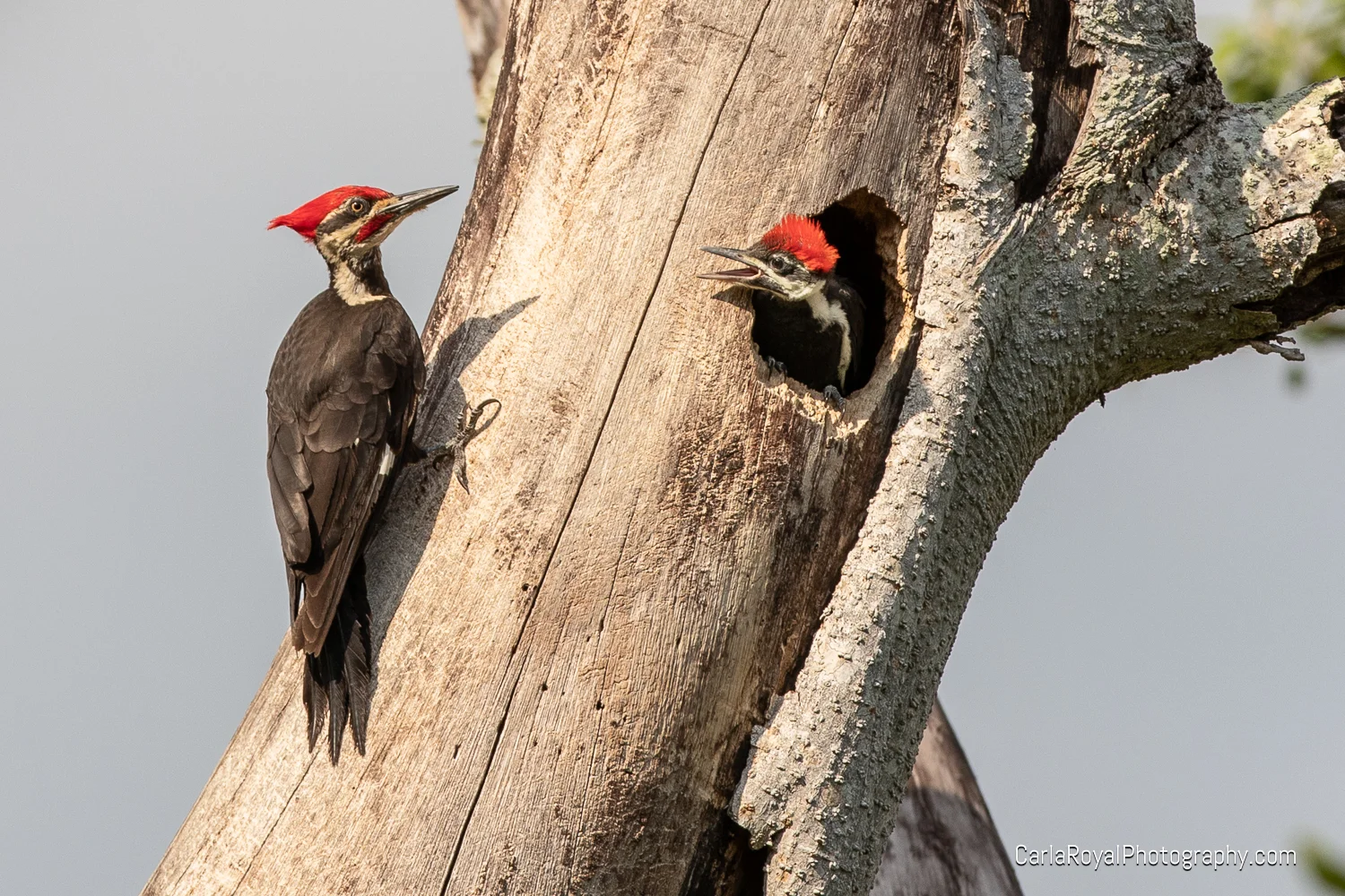 woodpecker-4.jpg