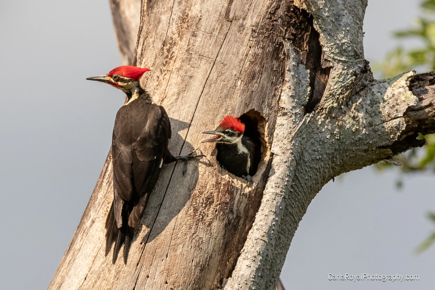 woodpecker-5.jpg