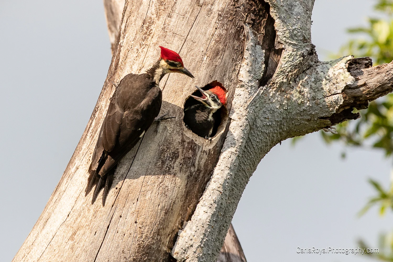 woodpecker-7.jpg