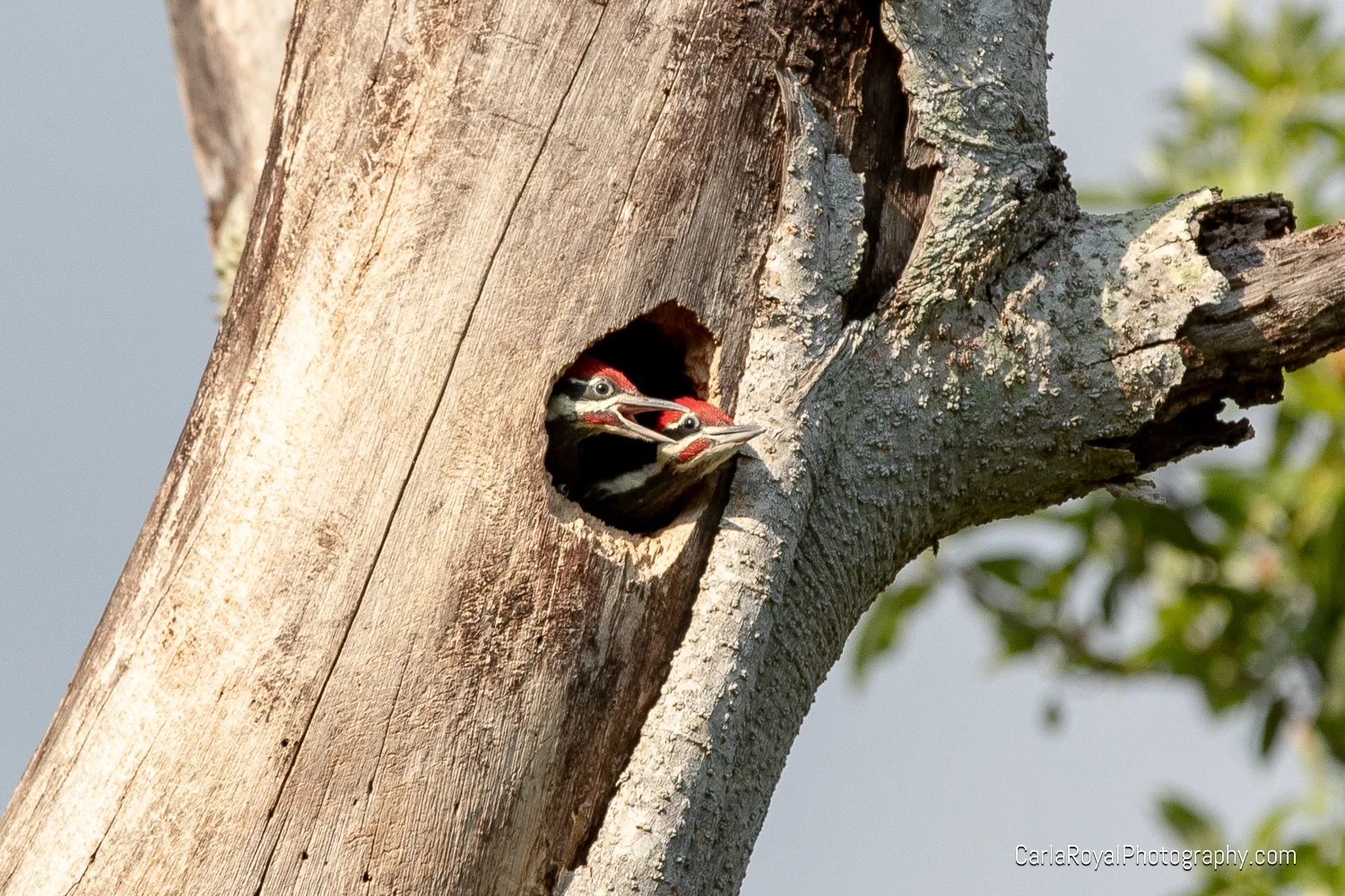 woodpecker-9.jpg
