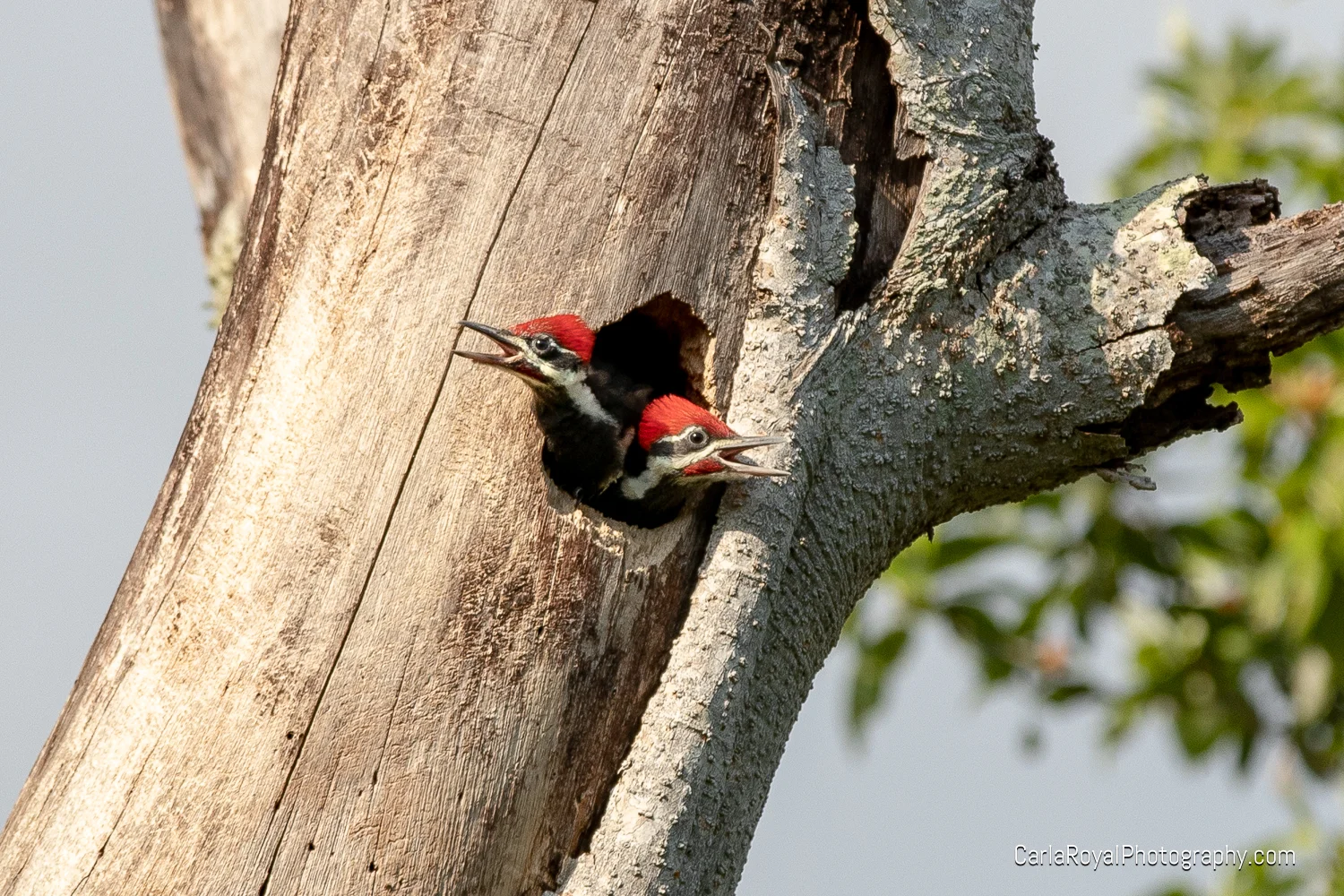 woodpecker-10.jpg