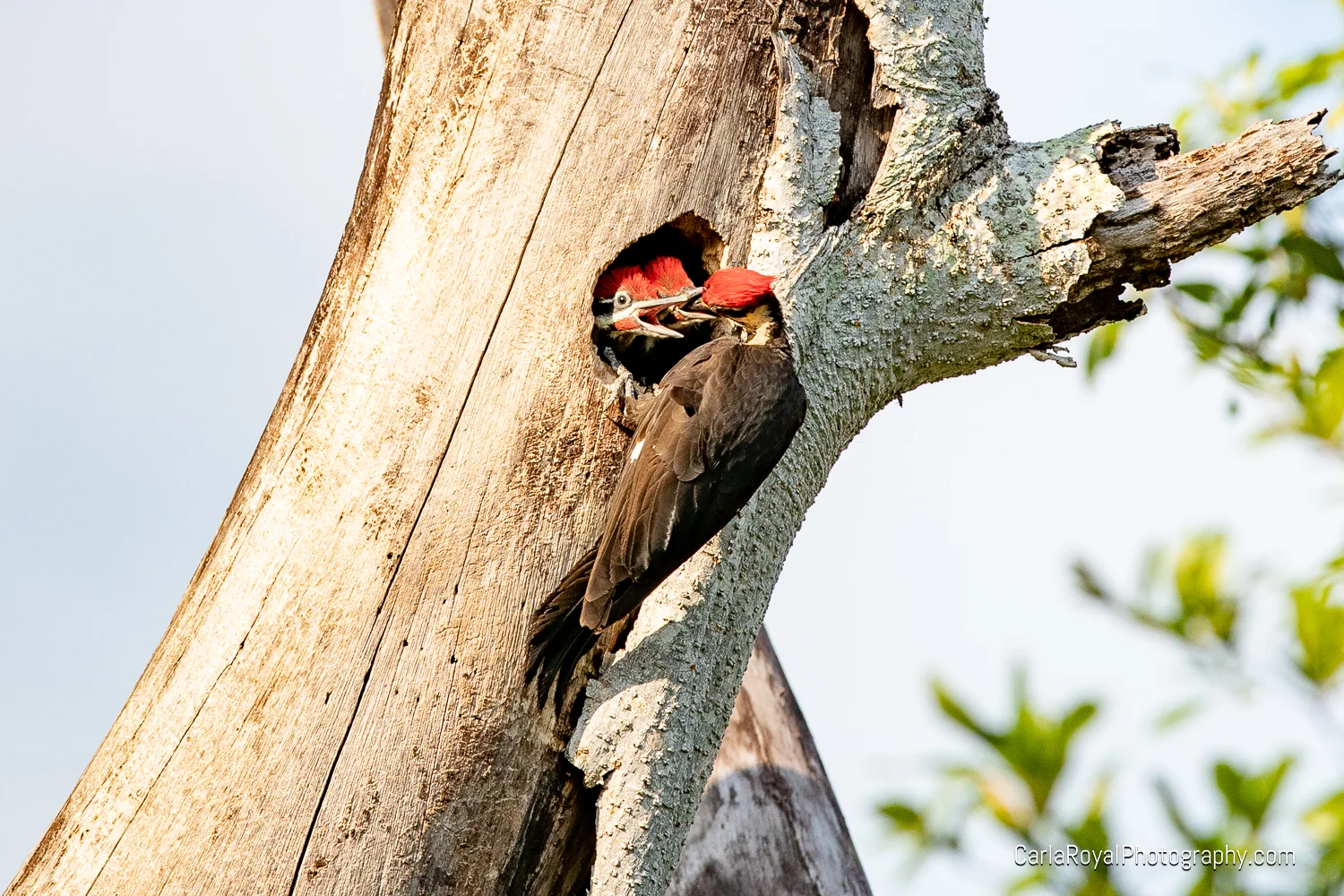 woodpecker-13.jpg