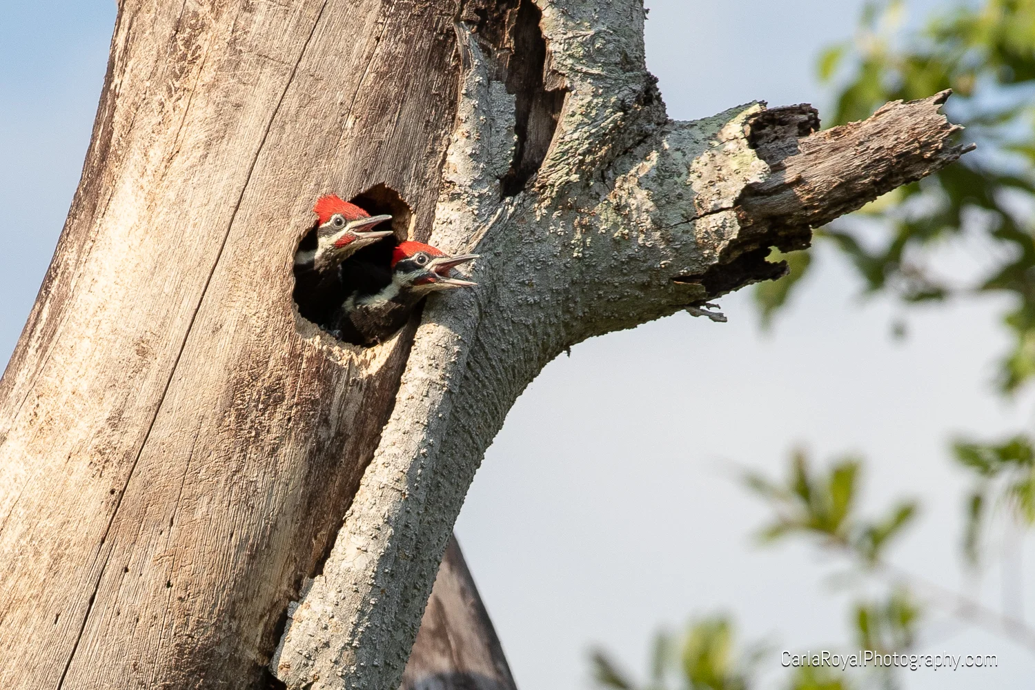 woodpecker-17.jpg