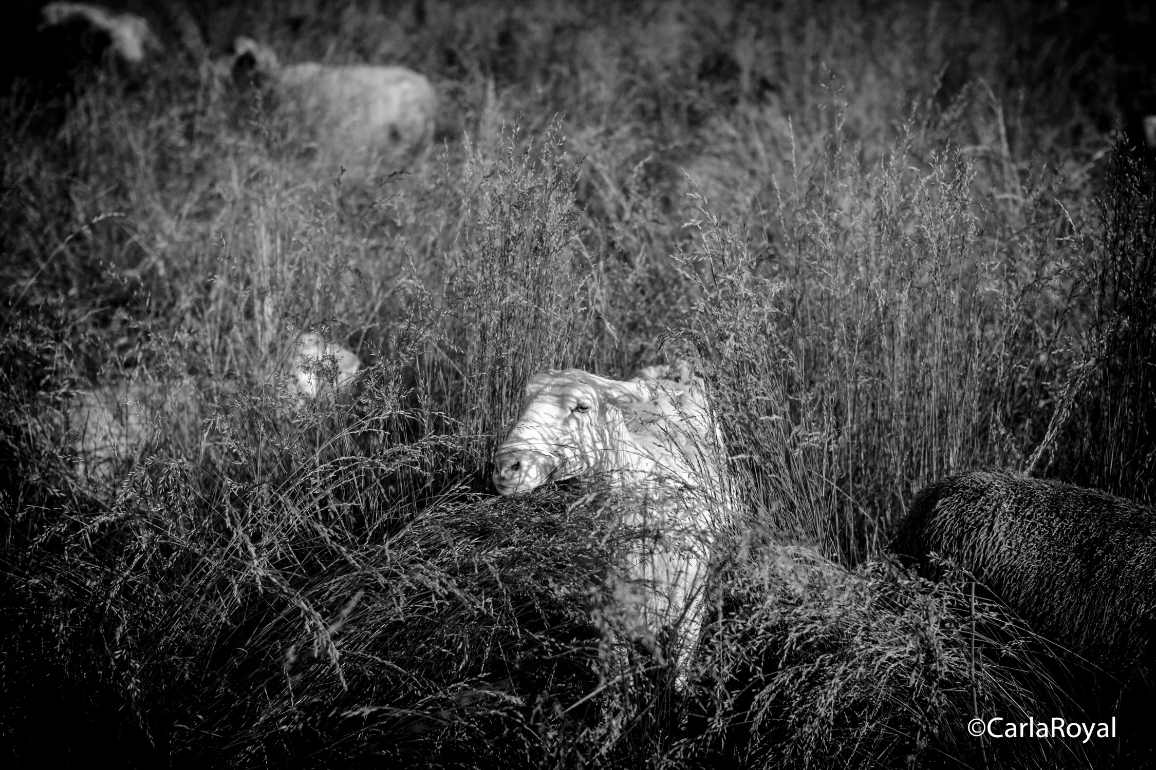 coping-with-grief-and-loss-9.jpg