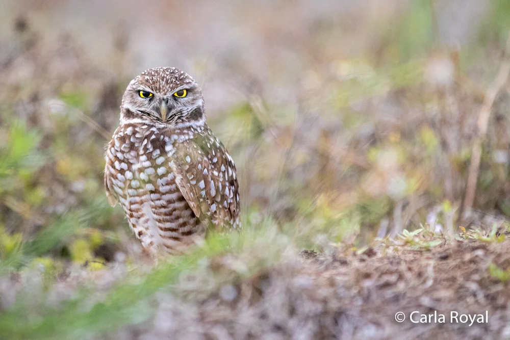 The Problem with Overanalyzing and What to Do Instead — Carla Royal ...