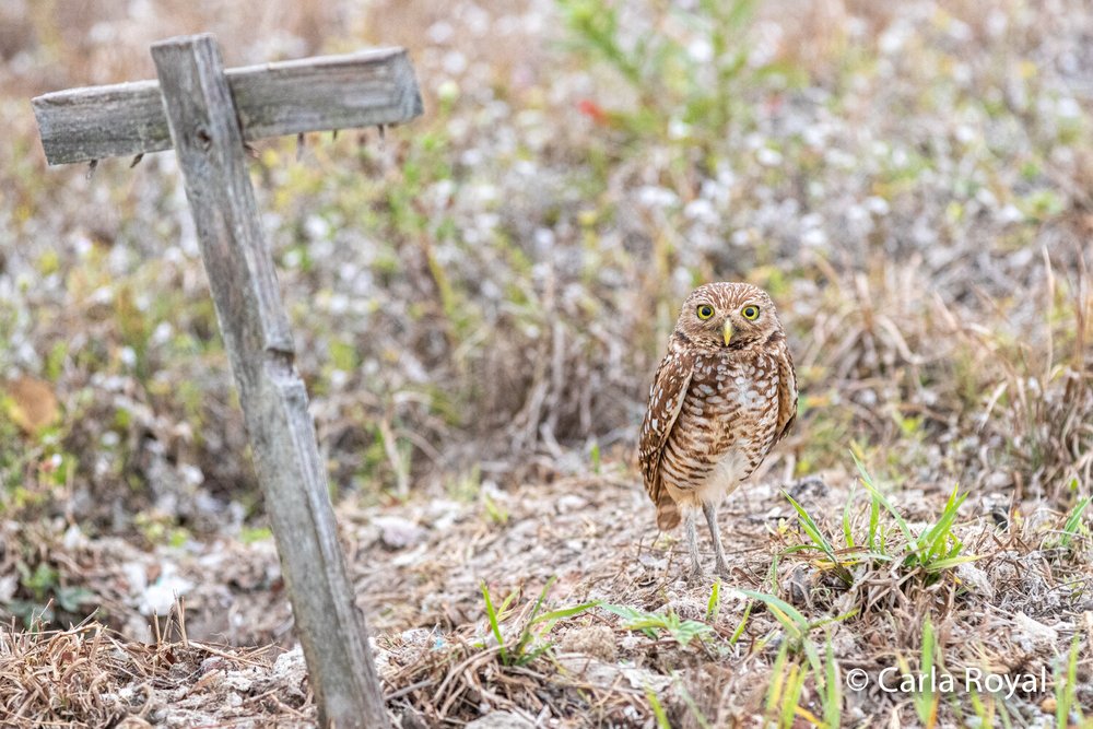 The Problem with Overanalyzing and What to Do Instead — Carla Royal ...