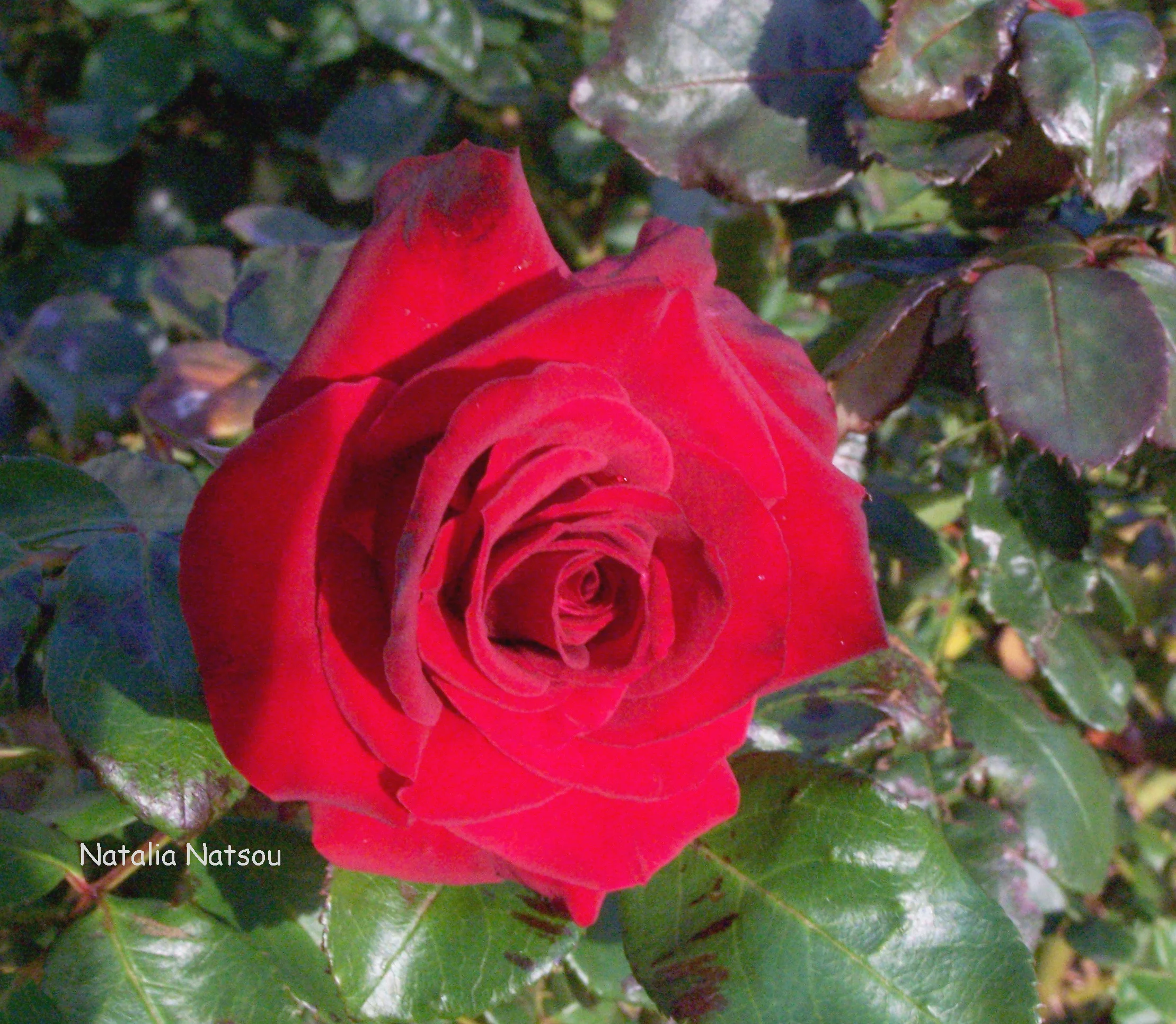 "Ένα τριαντάφυλλο για την αγάπη, ένα βιβλίο για πάντα"