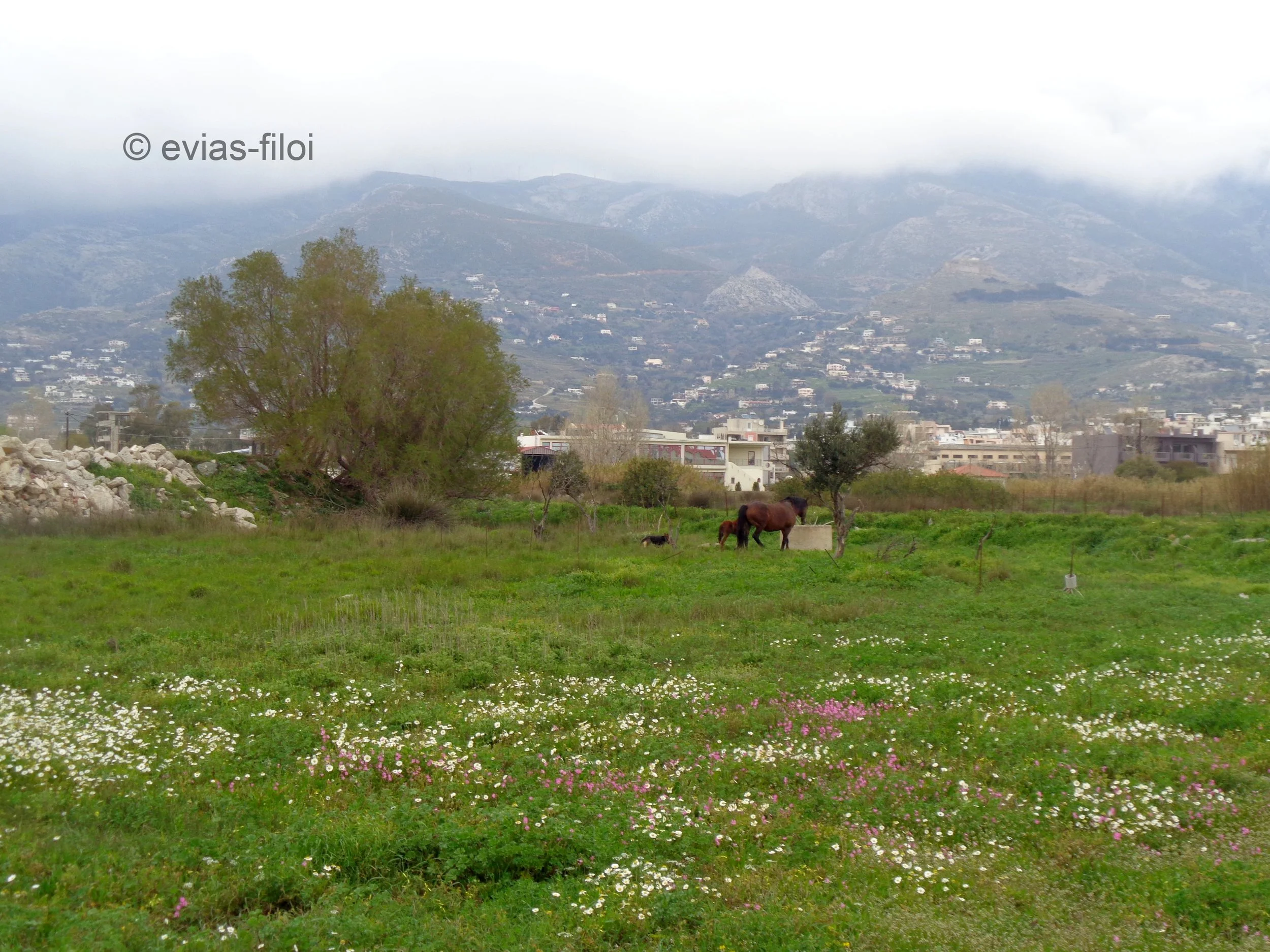 Κάρυστος