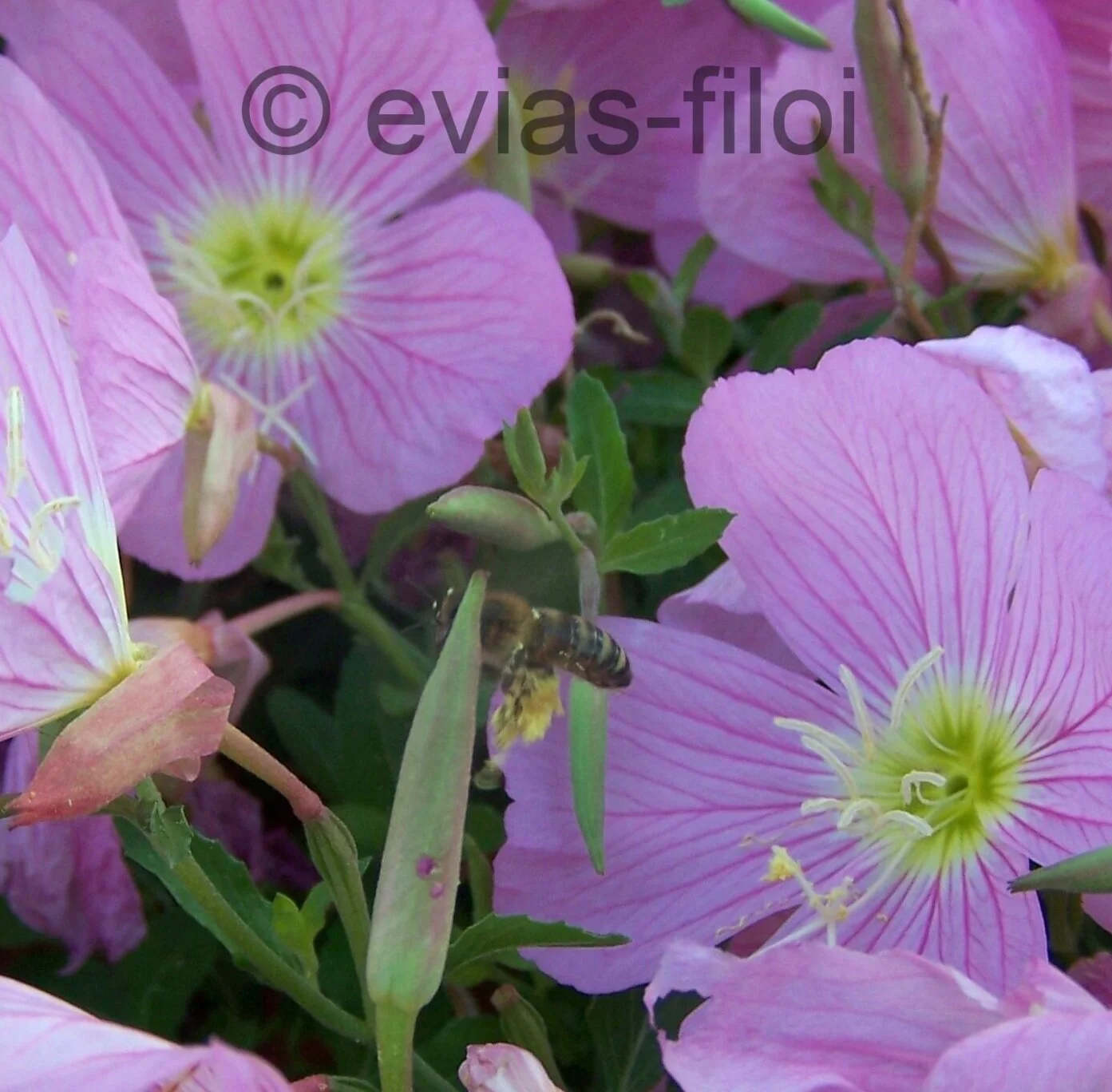 Mέλισσες SOS: ψεκασμοί ΜΟΝΟ αργά το σούρουπο