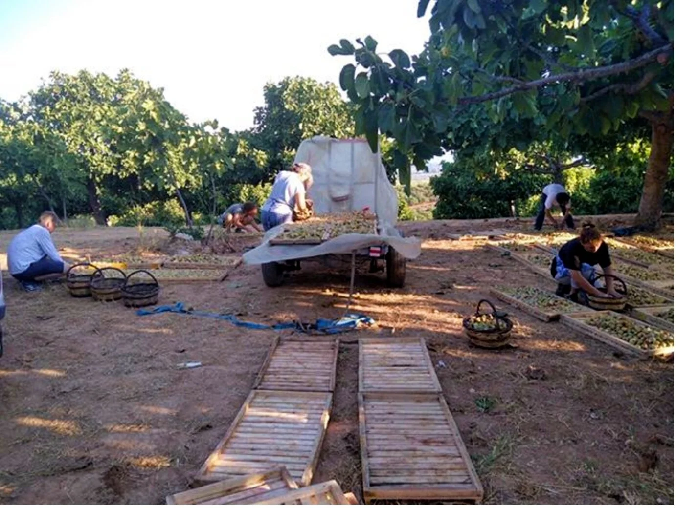 Πέσε σύκο να σε φάω; Κάθε άλλο!