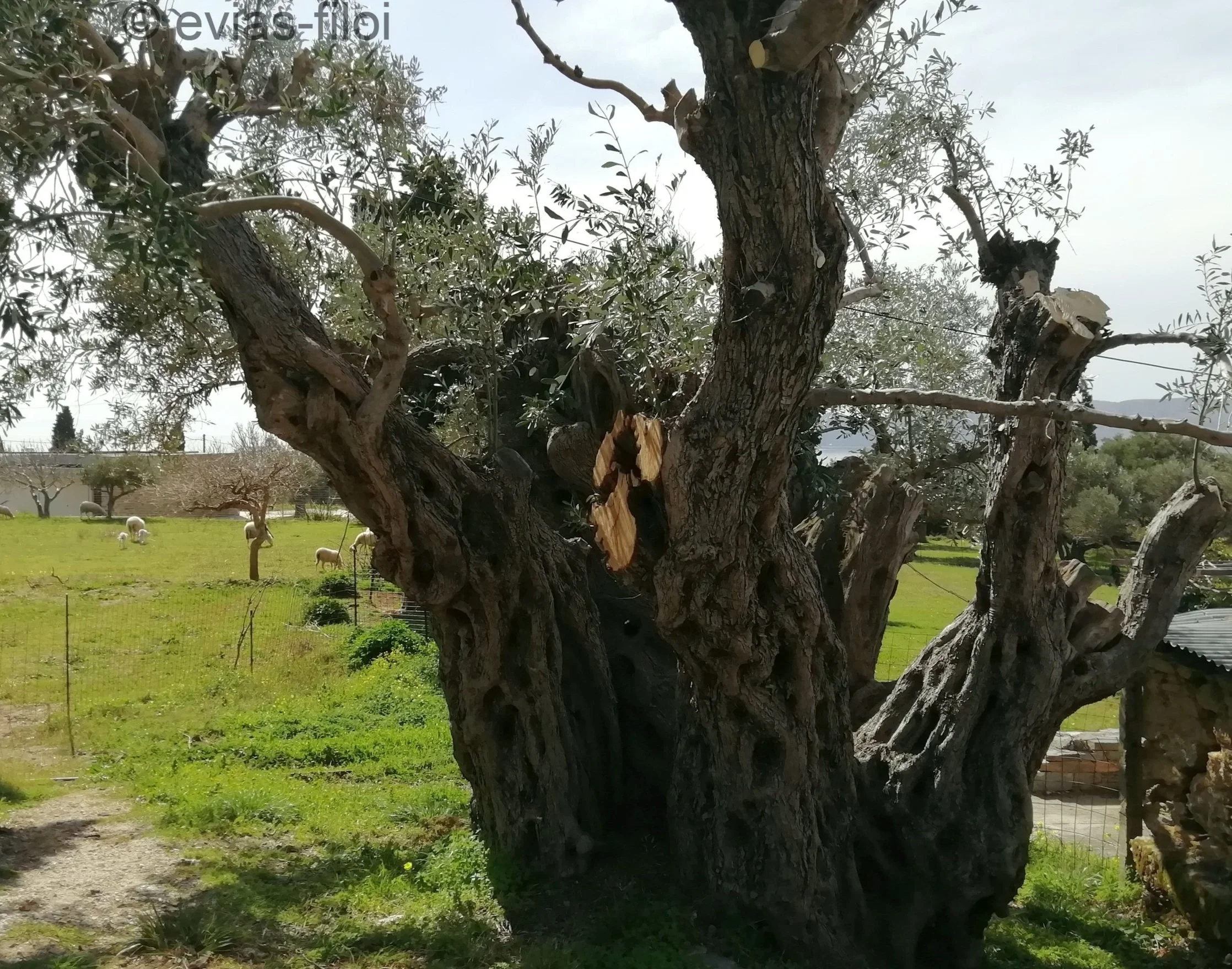 Ημερίδα «Οι γίγαντες που αντέχουν» στον Δήμο Ιστιαίας-Αιδηψού 