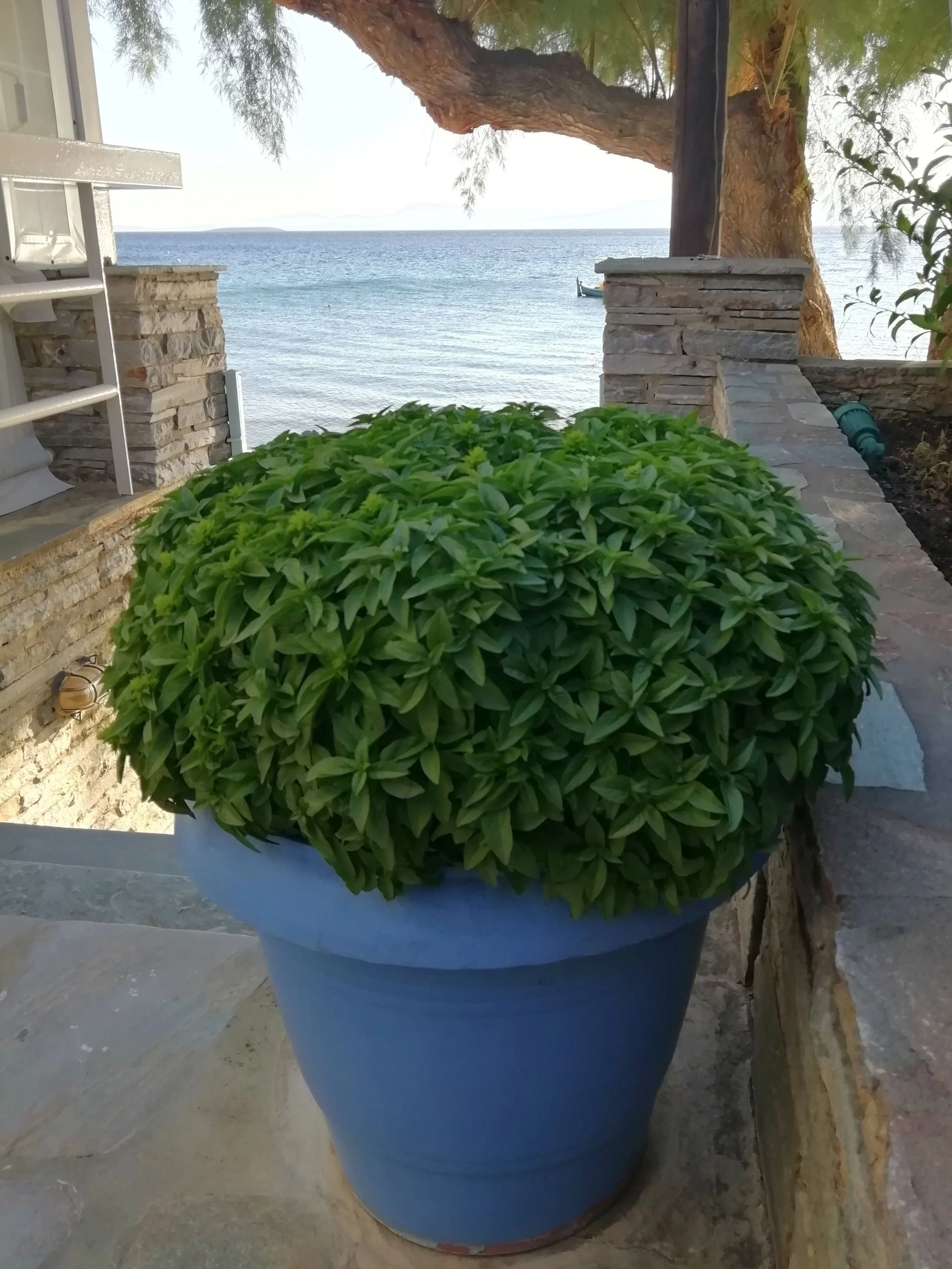 Με μοσχοβολιστό βασιλικό τα Χρόνια Πολλά σήμερα του Σταυρού!