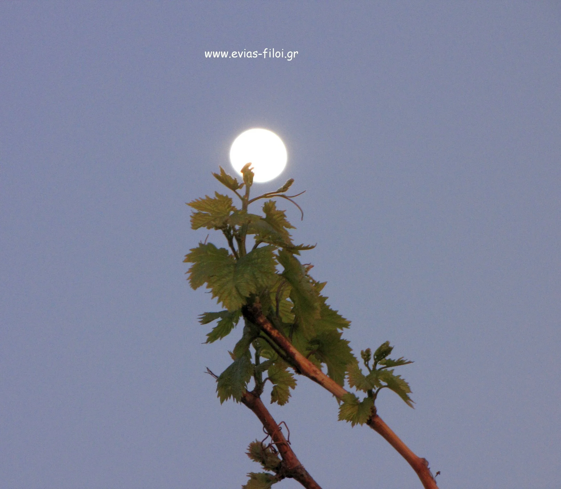 Π.Ε.Εύβοιας: Αιτήσεις Αδειών Νέων Φυτεύσεων Αμπελώνων 2024