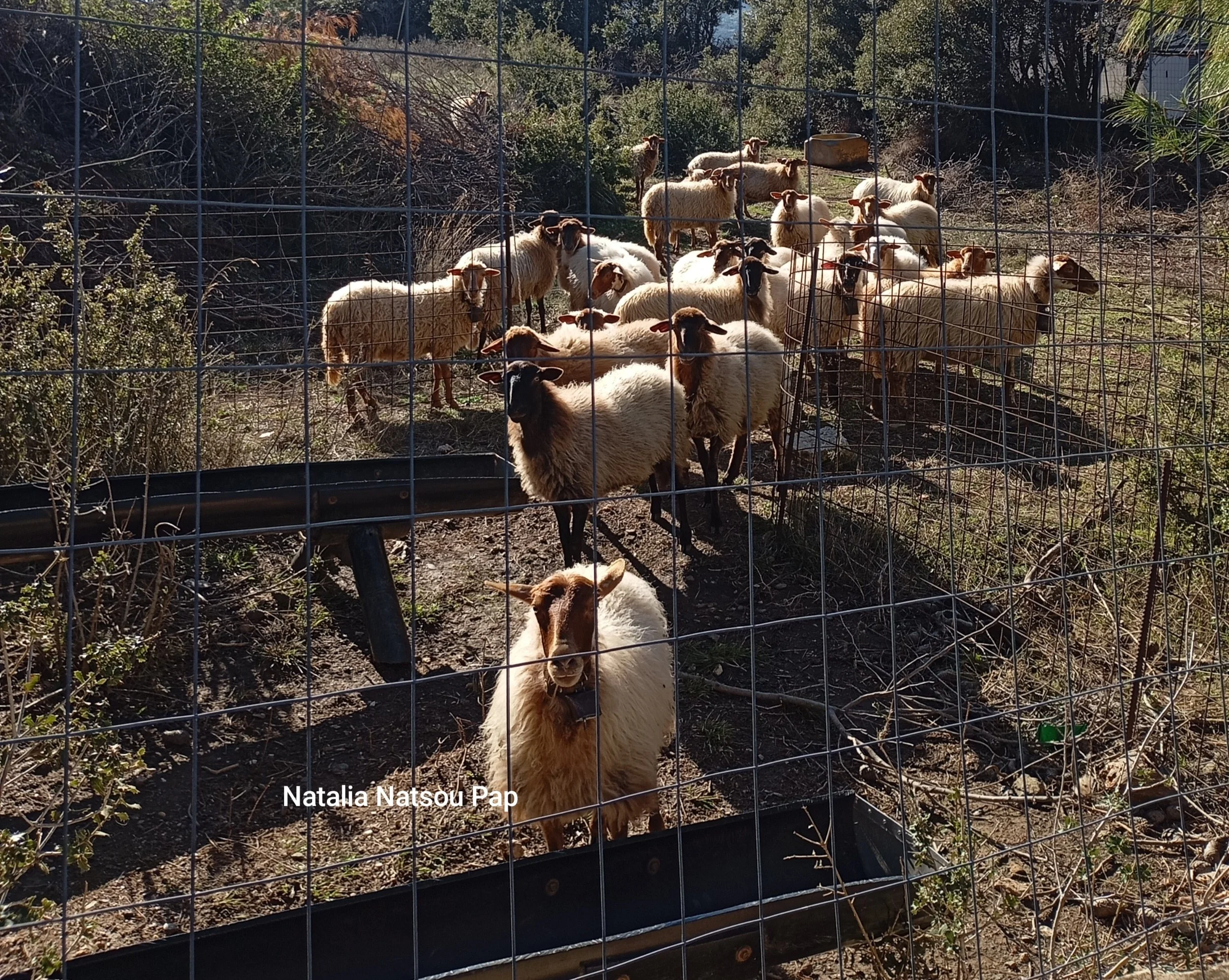 Η ανησυχία των αγροκτηνοτρόφων Μαντουδίου Λίμνης Αγ. Άννας 
