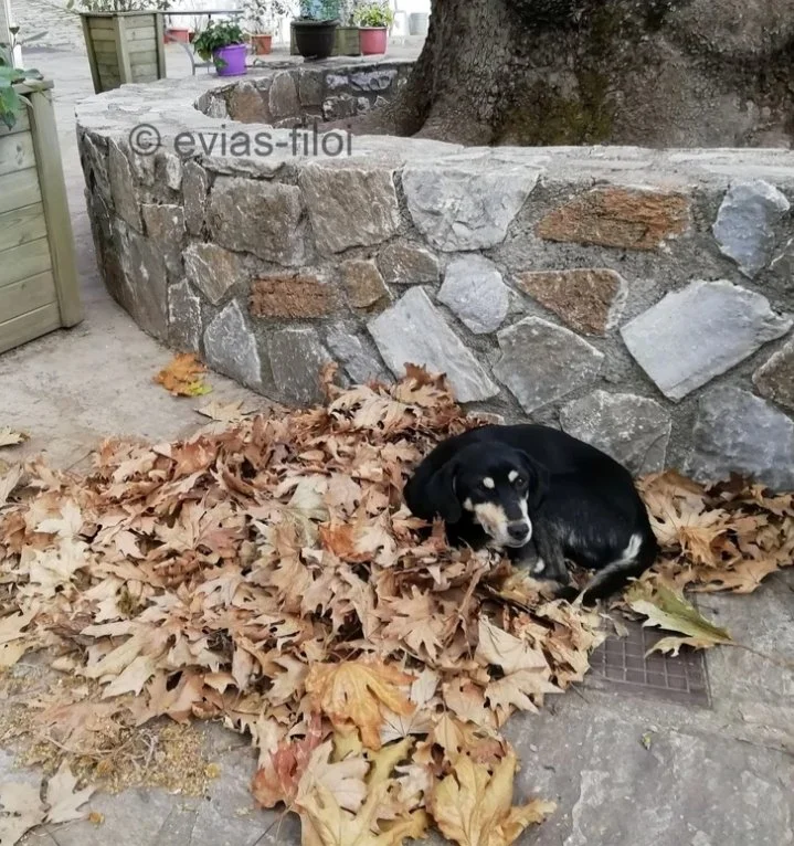 🐕

Δήμος Κύμης Αλιβερίου για τα αδέσποτα 