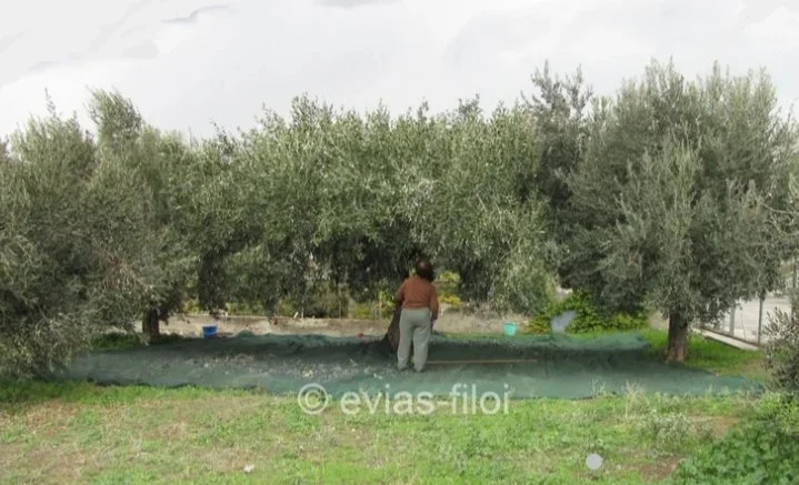 Συνέχεια υποβολής φακέλων ελαιοκομικού Μητρώου 