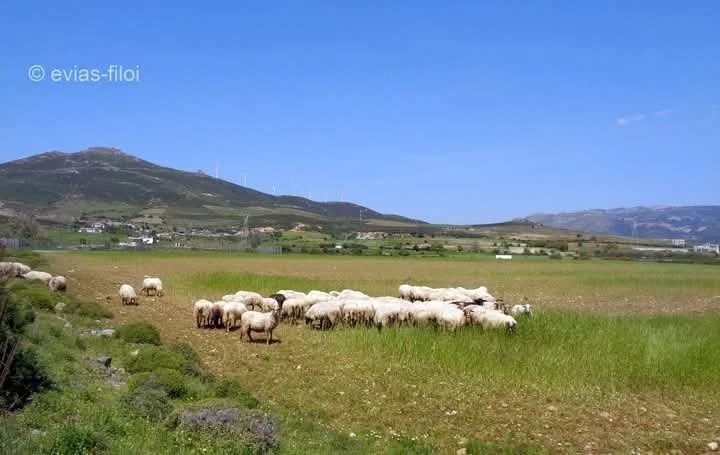 Μέτρα αντιμετώπισης ευλογιάς αιγοπροβάτων 