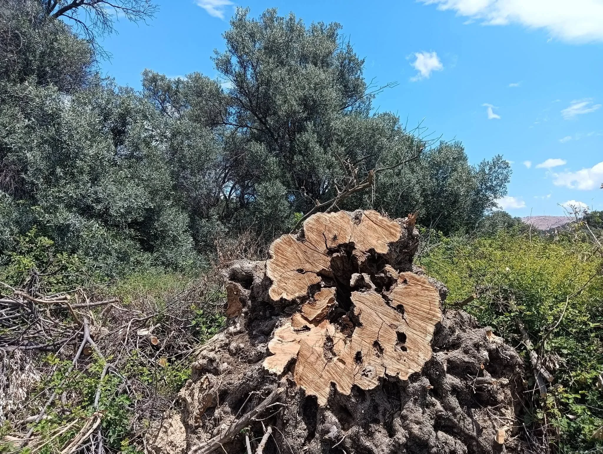 SOS για μνημειακά δένδρα Ληλάντιου