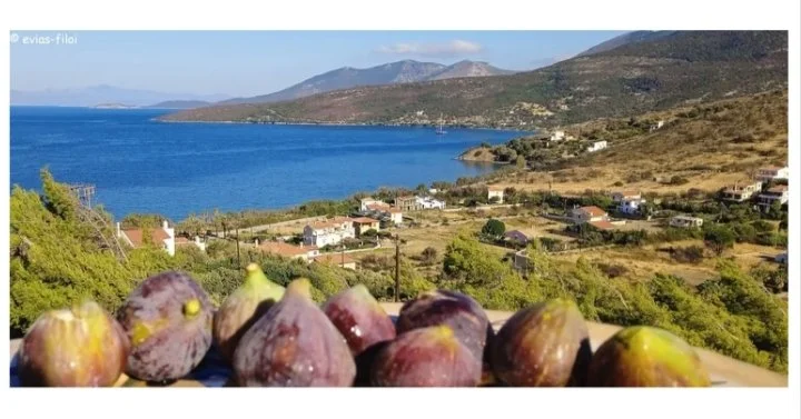 Για τις ζημιές συκεώνων Ταξιάρχη 