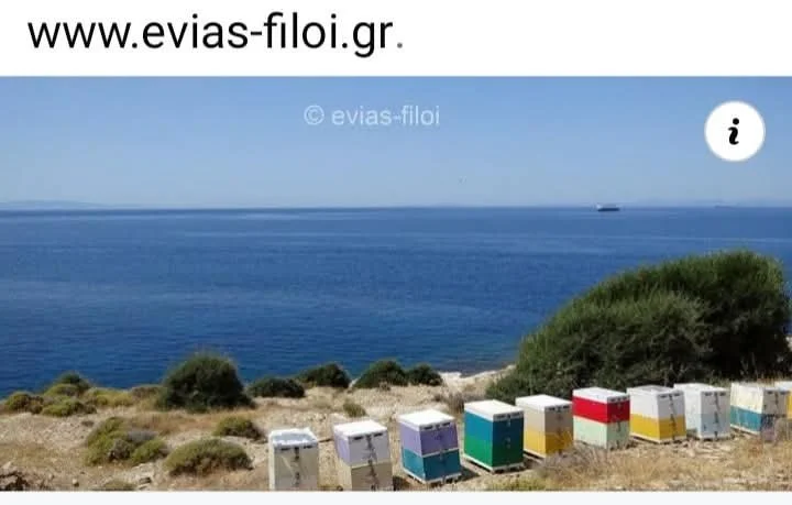 Ψεκασμός ελαιοδένδρων για δακοκτονία στην Εύβοια 