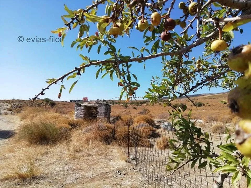 Αγ. Φωτεινή+τούρκικο πηγάδι στην Καρυστία