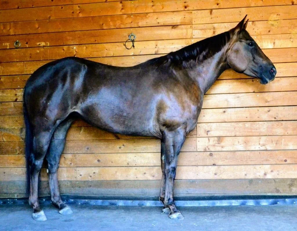 SOLD! - "Fynn's Honour"