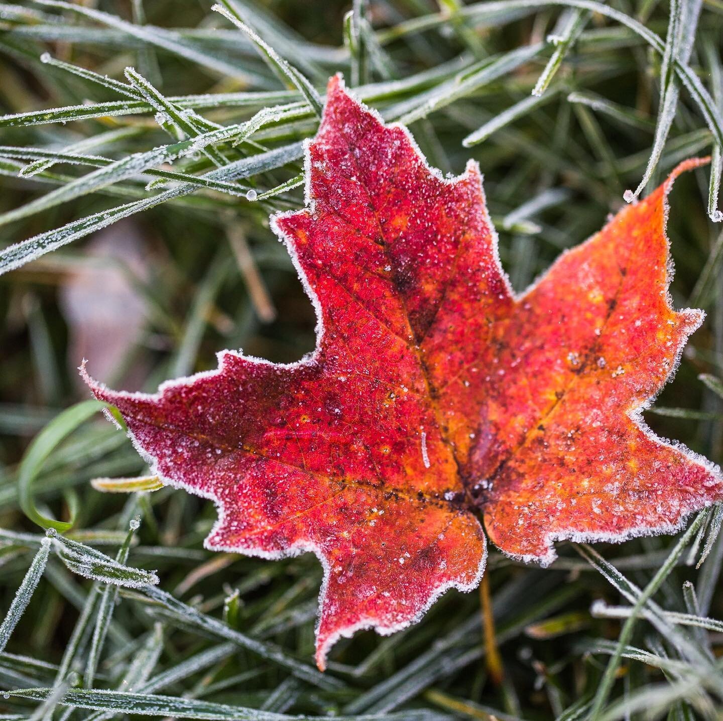 Seasons change 🍁 SAP! in its natural habitat. 
◦
◦
◦
#commercialphotography #productphotography #studiophotography #vermontphotographer #madeinvermont  #vermontrepreneur #canonphotography #mapleleaf #madeinvermont #vermontmade #vermontmaple #sugarin