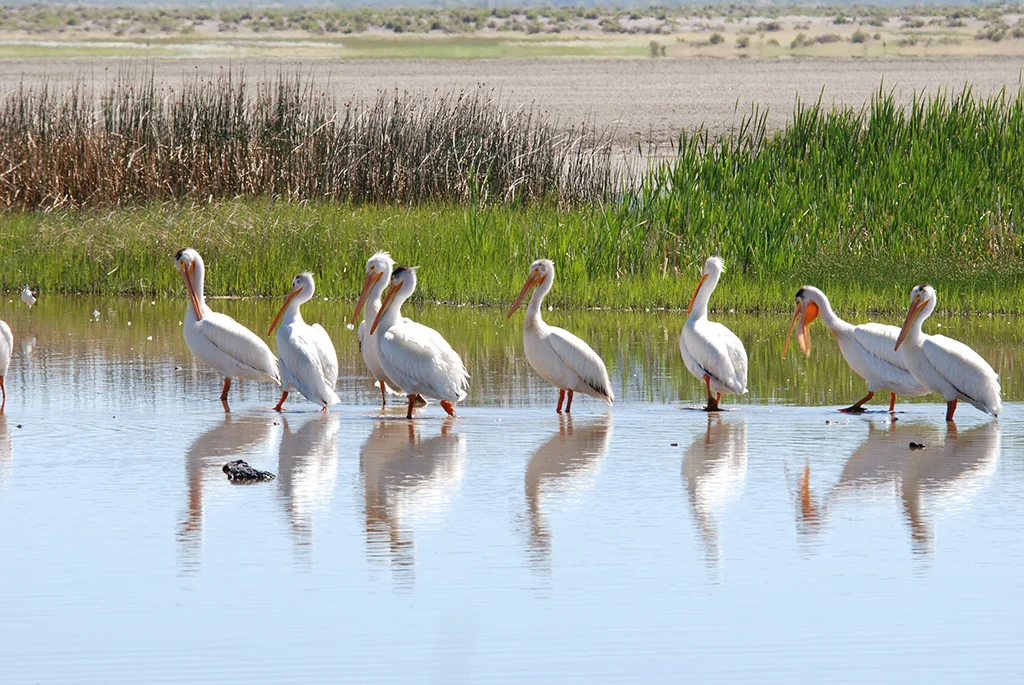 Pelicans_Summer Lake-Small.jpg