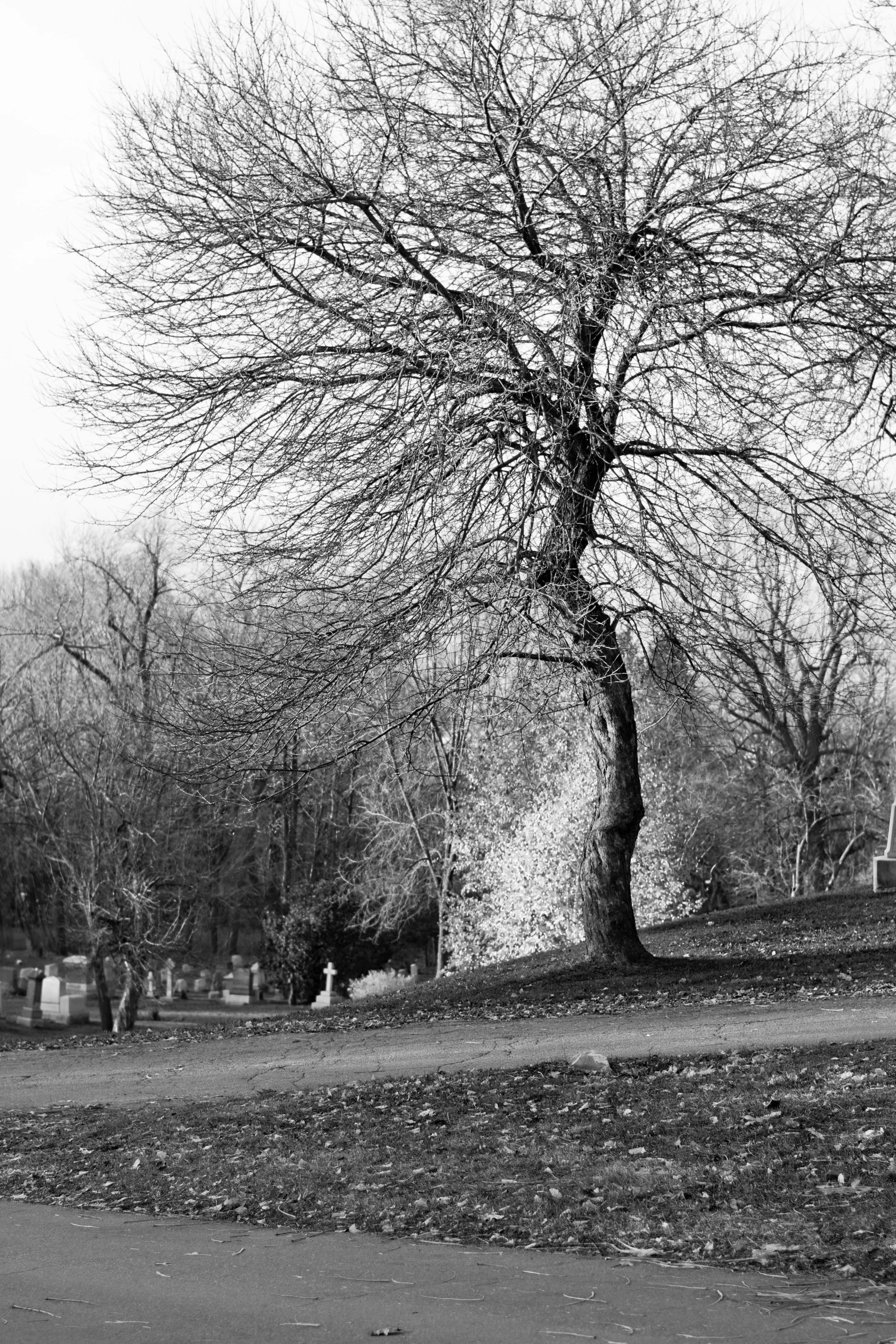 _MG_2090.jpg