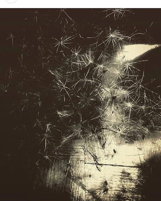 piled fluffy seeds
