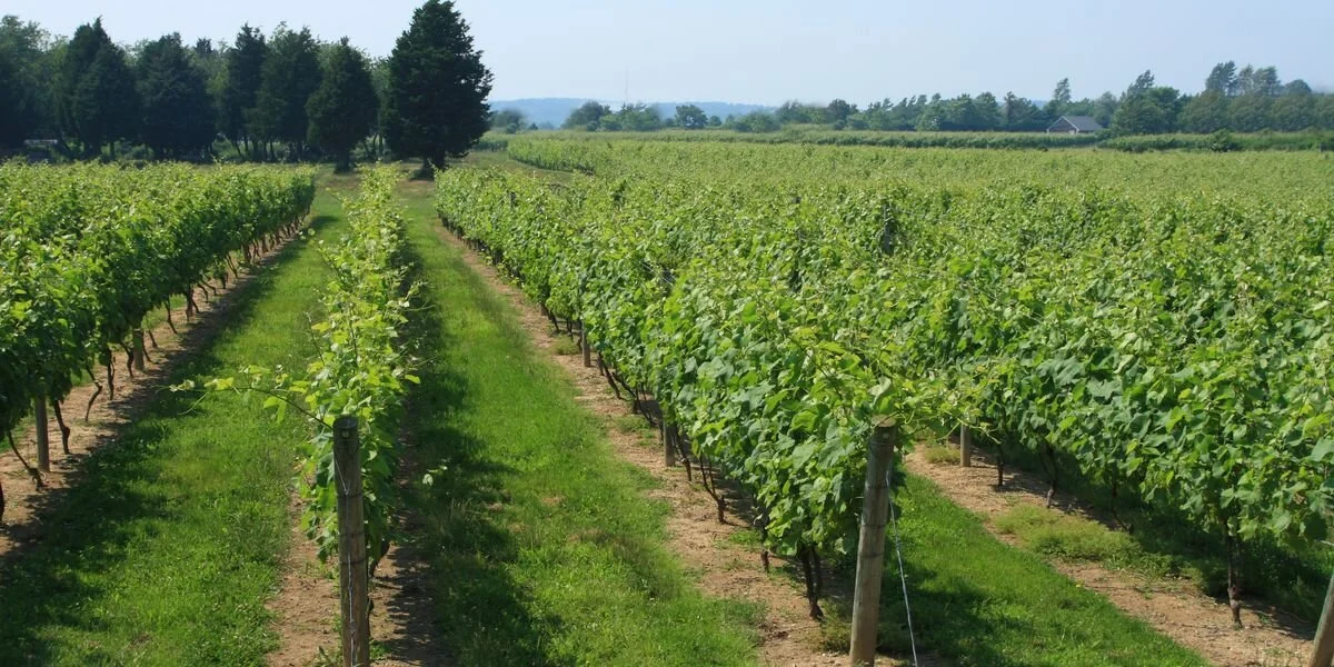 Things To Do Weekend Getaways Long Island The Menhaden