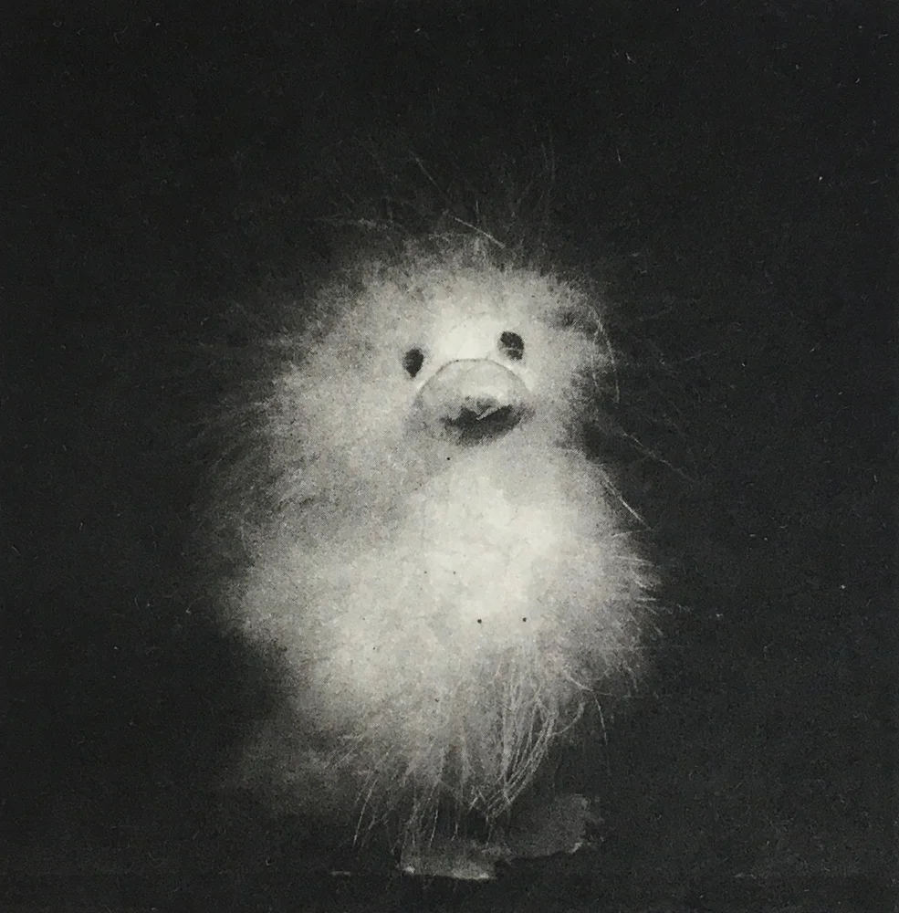 13/12; Fluffy X