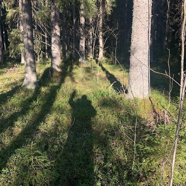 Walking in our nature reserve forest 200 meters from our House. This is luxury. February feels like May. #sunny #untouhed #forest in #m&auml;ntt&auml; #finland