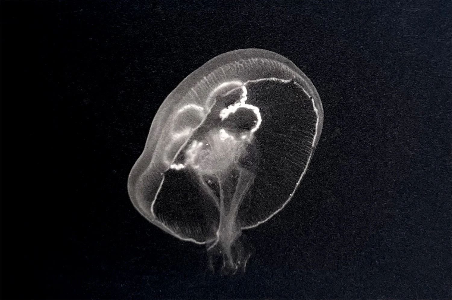 Alien II