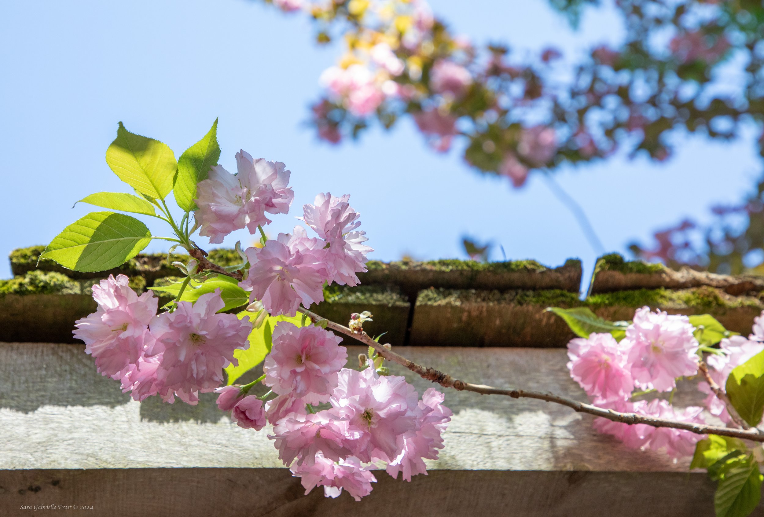 Pink Plant.jpg