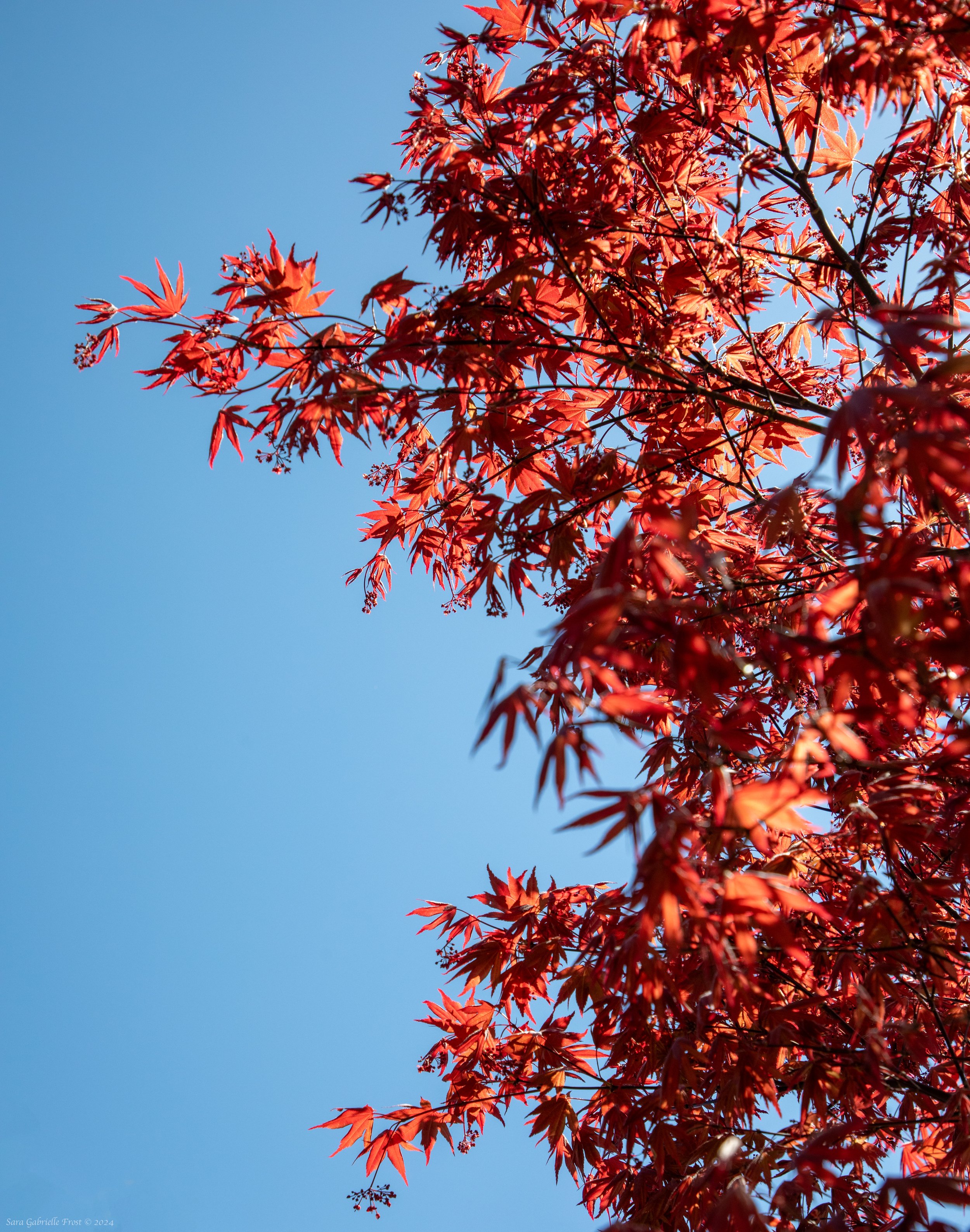 Maple Tree Background.jpg