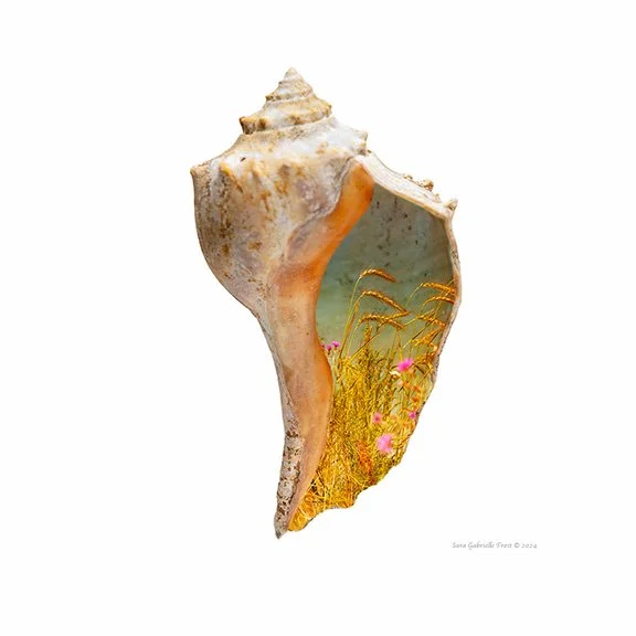 shell 10 2.jpg