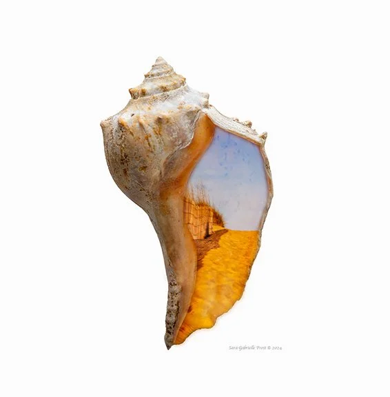 shell4_.jpg