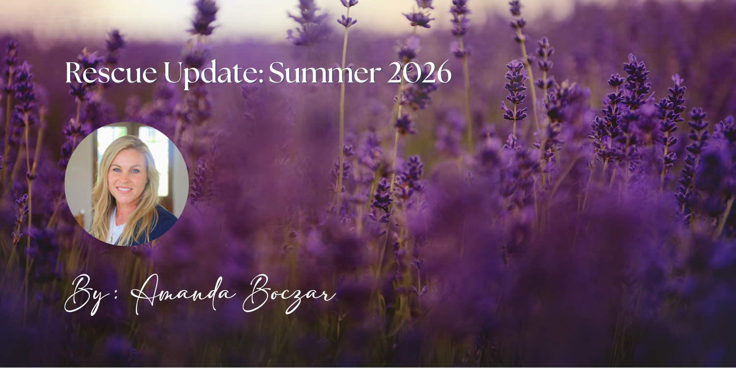 Rescue Update: Summer 2026