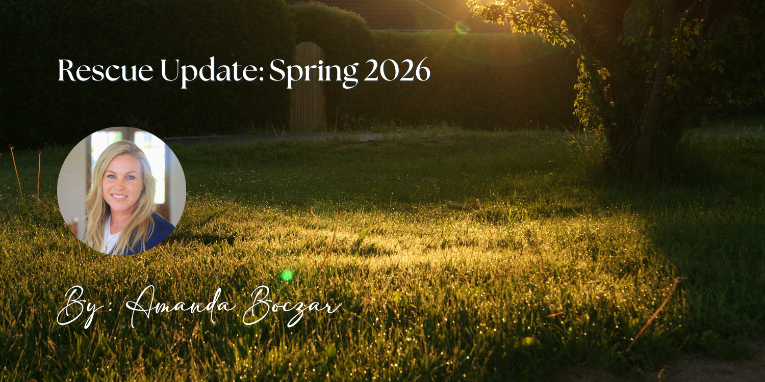 Rescue Update: Spring 2026