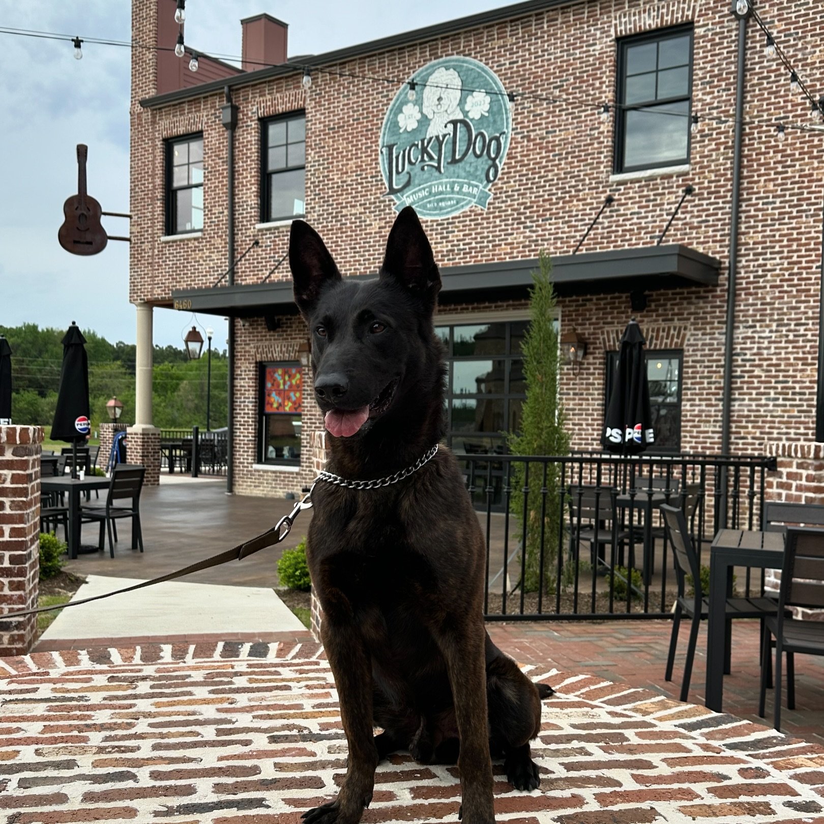 The best boy from the Southaven Police Department stopped by Lucky Dog this afternoon! 

Don&rsquo;t forget @luckydogsilosquare is NOW OPEN for lunch &amp; dinner. Enjoy live music Thursday-Saturday nights! Also don&rsquo;t forget your lucky dog can 