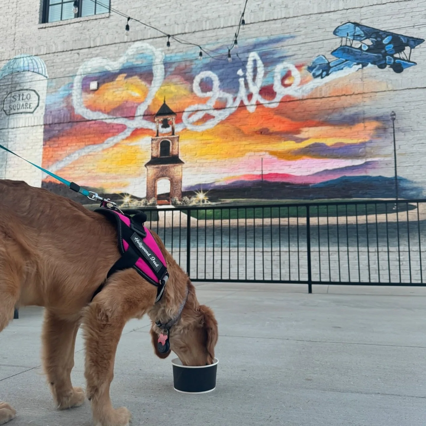 Grab a sweet treat with your four-legged friend and enjoy patio weather at Vampire Penguin 🐧🧡

#LiveWorkPlay #SiloSquare